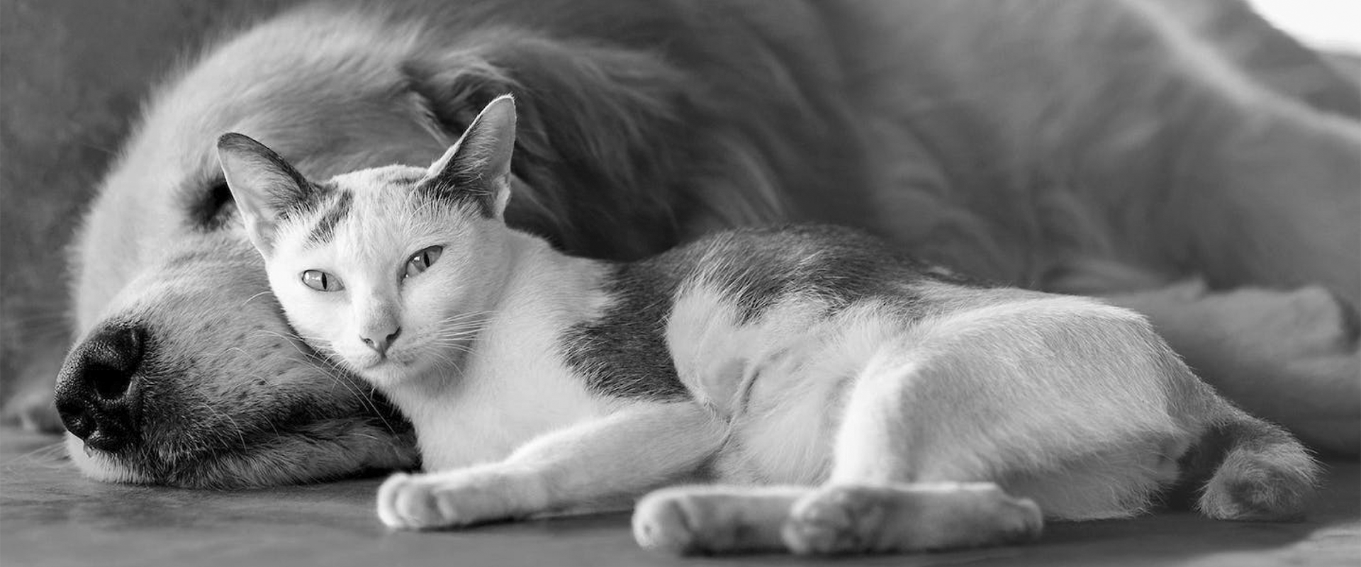 Royal Canin